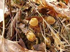 Calostoma ravenelii microsporum