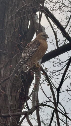 Red-shouldered Hawk observed by sarah_baker