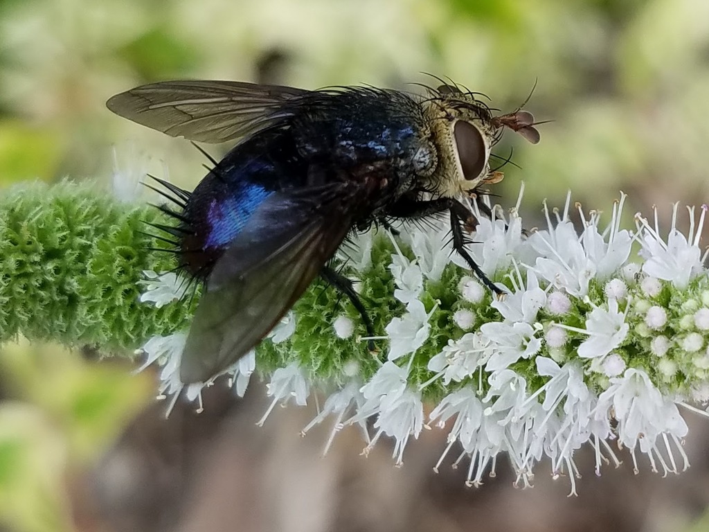 Archytas metallicus
