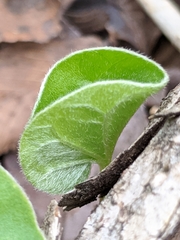 Dichondra recurvata