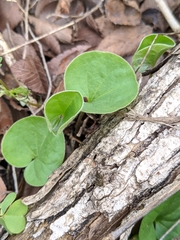 Dichondra recurvata