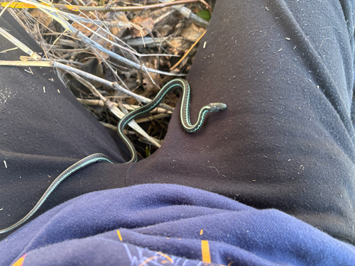 Common Garter Snake observed by maiaaa