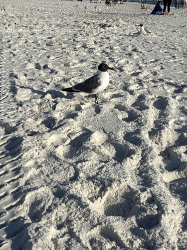 Laughing Gull observed by distrbnce