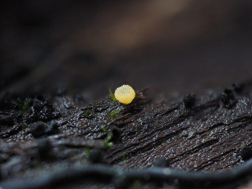 Gelborange Wollkugel