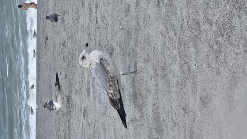 Laughing Gull observed by hannah_j23