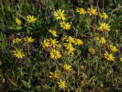Blennosperma