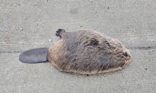American Beaver photographed in Missouri