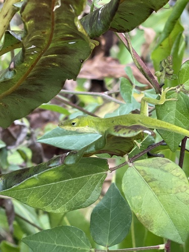 Green Anole observed by pondcypressstudio