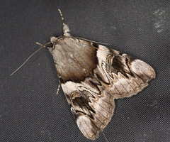 Catocala fulminea