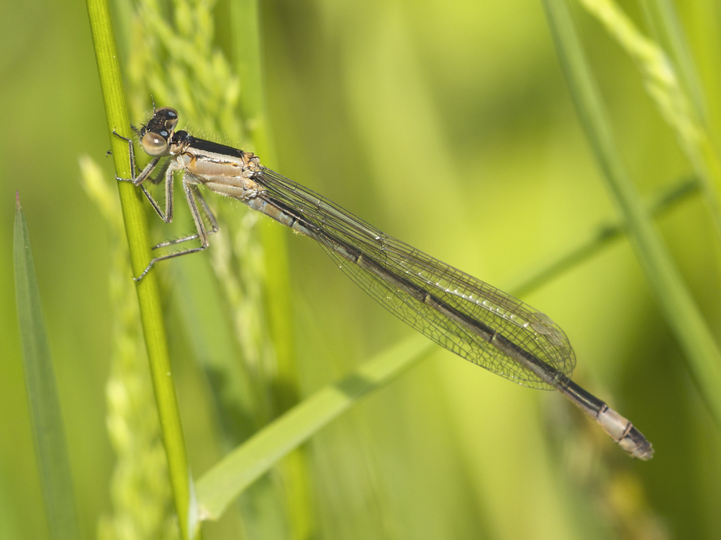 Blue-tailed Damselfly