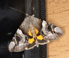 Catocala fulminea