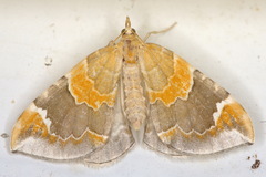 Eulithis pyropata