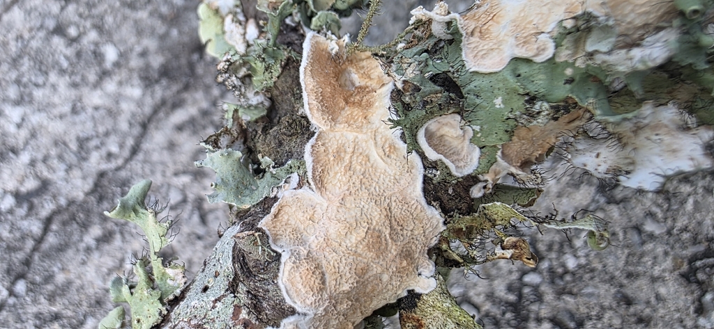 Byssomerulius corium · March 2026 · photo: © melaniegaddy (iNaturalist, cc0)
