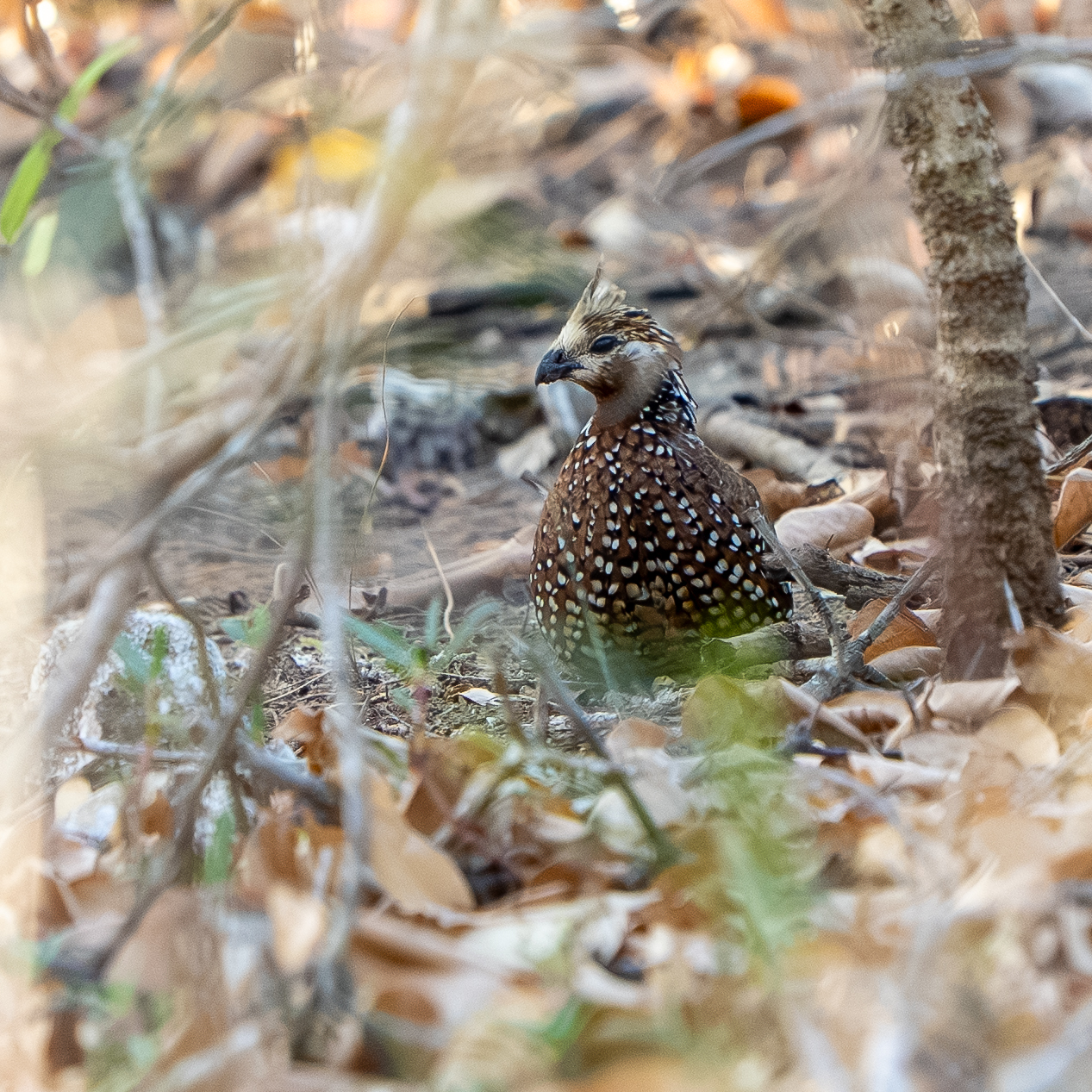 Crested Bobwhite (Colinus cristatus), photo 2
