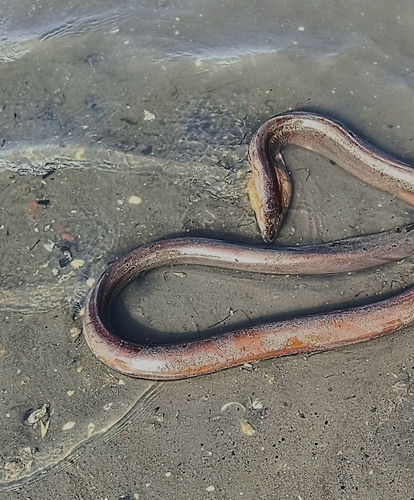 Slender giant moray (Strophidon sathete) — Muraenidae