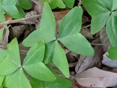 Oxalis intermedia