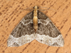 Ecliptopera capitata