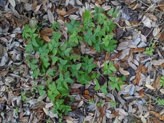 Oxalis intermedia