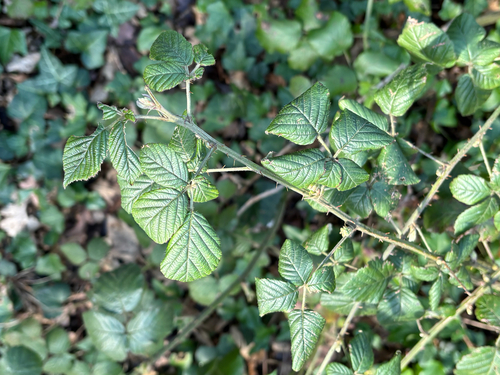 Blackberry