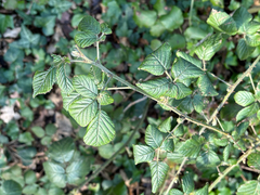 Rubus fruticosus
