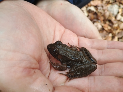 Green Frog observed by johnndb