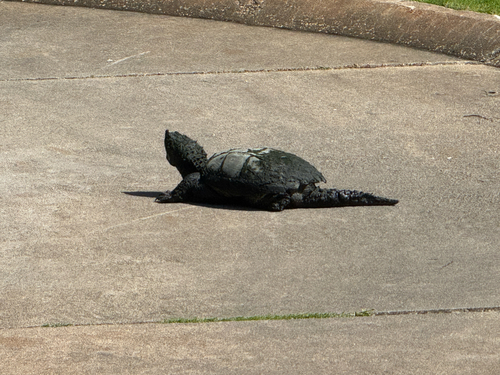 Common Snapping Turtle observed by jddyster