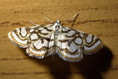Nymphula nitidulata