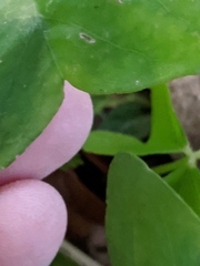 Oxalis intermedia
