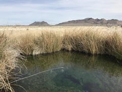 Cyprinodon nevadensis mionectes