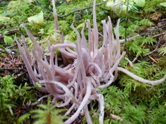 Alloclavaria purpurea