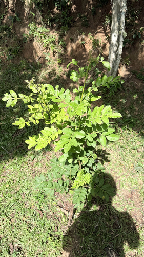 Brazilian pepper