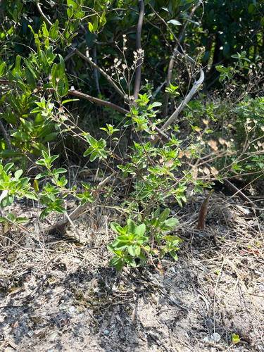 Florida Coastal Bluecurls (Trichostema floridanum)