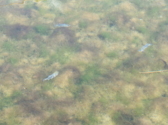 Cyprinodon nevadensis mionectes