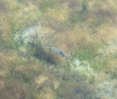 Cyprinodon nevadensis mionectes