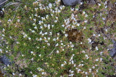 Pseudocherleria macrocarpa