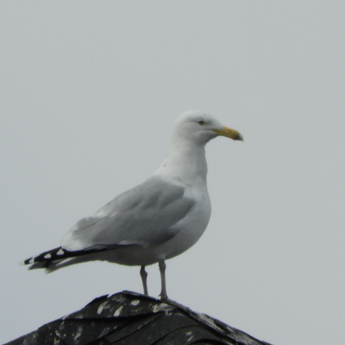 American Herring Gull observed by foxsu