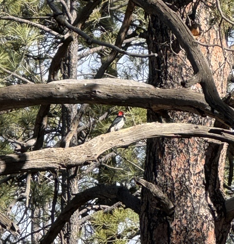 Acorn Woodpecker observed by cole-lang