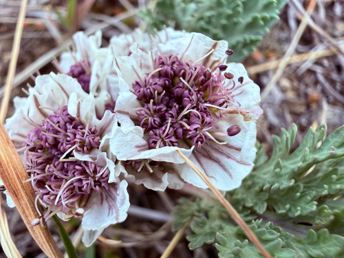 mountain springparsley (Cymopterus montanus)