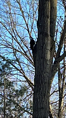 Pileated Woodpecker observed by ackopec