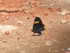 Riodina lycisca