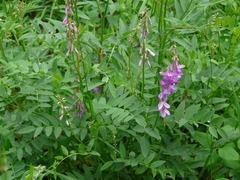 Hedysarum occidentale