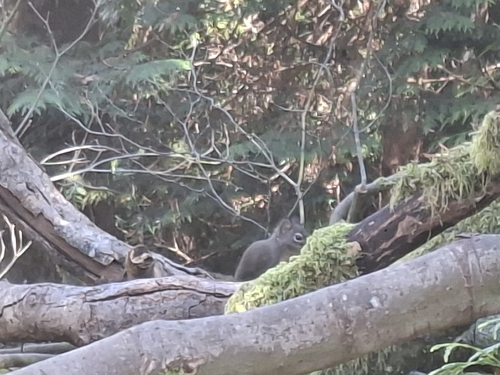 Douglas's Squirrel observed by eroger