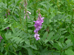 Hedysarum occidentale