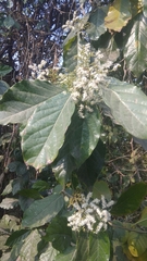 Ehretia laevis