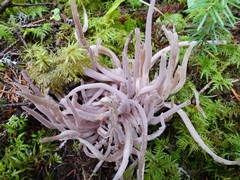 Alloclavaria purpurea