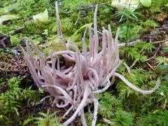 Alloclavaria purpurea