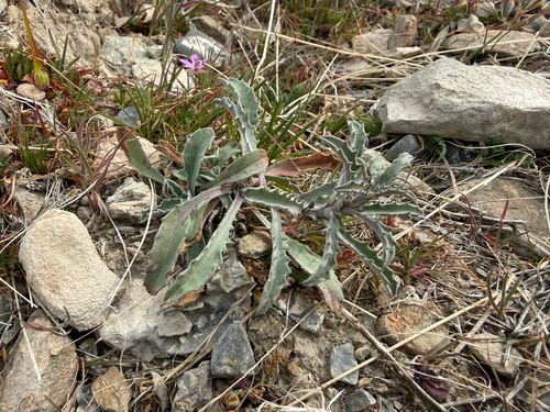 Hoary Tansyaster (Dieteria canescens)