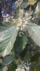 Ehretia laevis