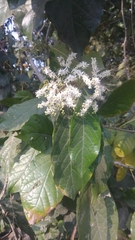 Ehretia laevis