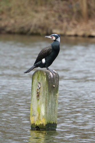 Great Cormorant
